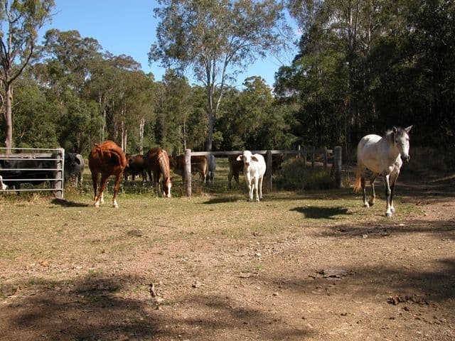IMBIL QLD 4570, Imbil - Image 1