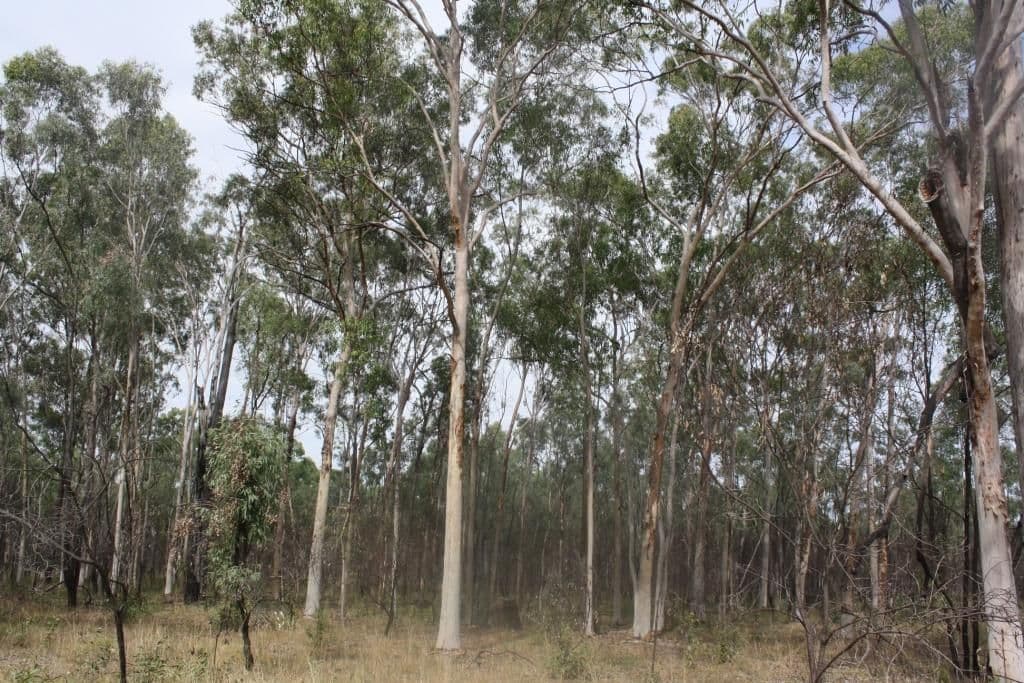 MUNDUBBERA QLD 4626, Mundubbera - Image 1