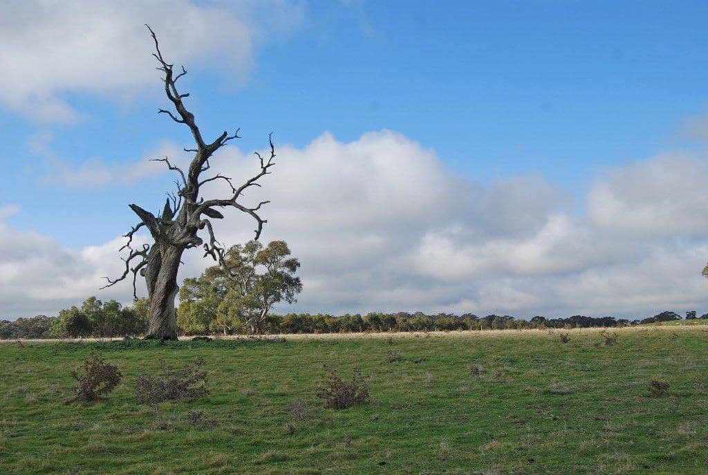 240-280 Kierces Road, CLUNES  Victoria  3370, Australia, Clunes - Thumbnail 8