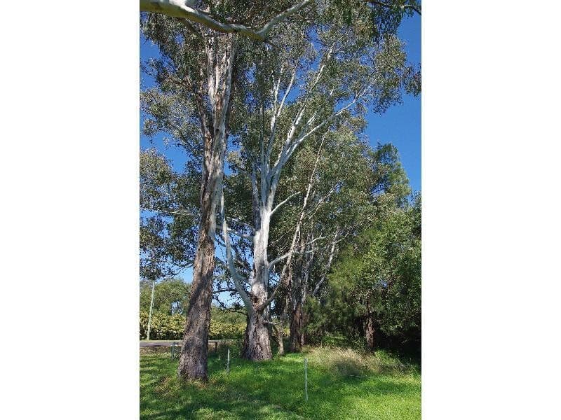 SCONE NSW 2337, Scone - Thumbnail 4