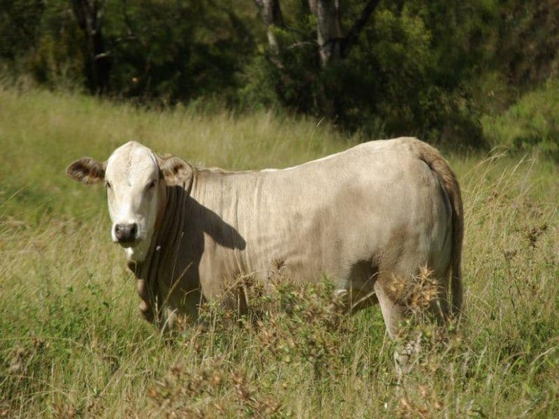 281 Mareeba Road, SCONE NSW 2337, Scone - Thumbnail 3