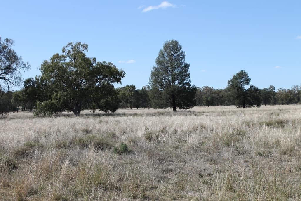 "Croydon" Albert, TOTTENHAM NSW 2873, Tottenham - Thumbnail 5