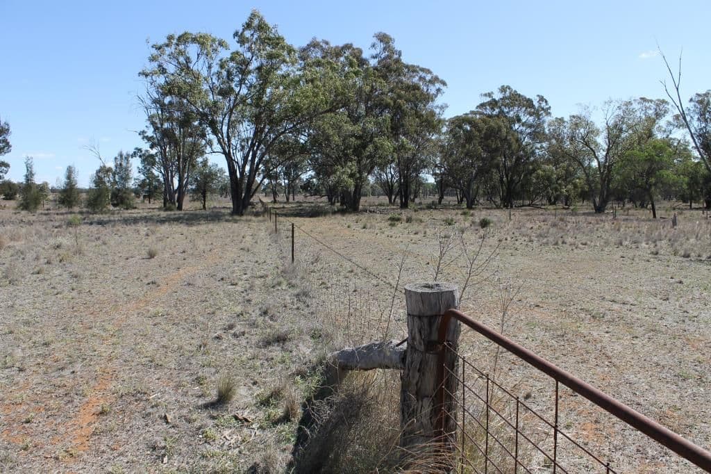 "Croydon" Albert, TOTTENHAM NSW 2873, Tottenham - Thumbnail 4