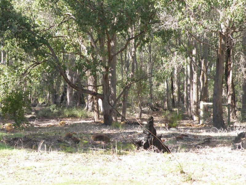 Lot 20 Cockatoo Drive, NANNUP WA 6275, Nannup - Thumbnail 2