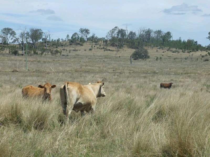 Lot 7 Pierce Creek Road, CROWS NEST QLD 4355, Crows Nest - Thumbnail 3