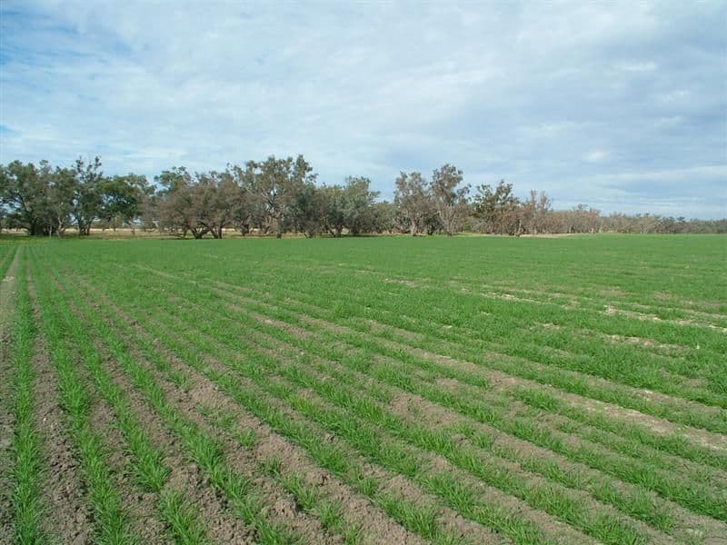 * Balgi, HEBEL QLD 4486, Hebel - Thumbnail 2