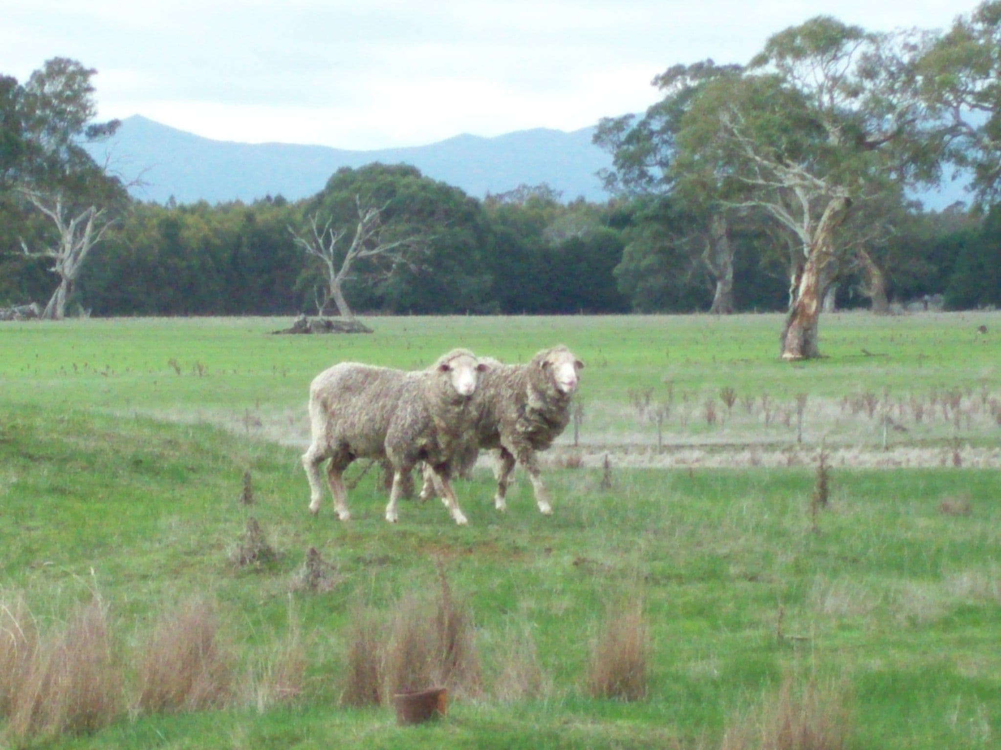 9747 Natimuk-Hamilton Road, CAVENDISH VIC 3314, Cavendish - Image 1