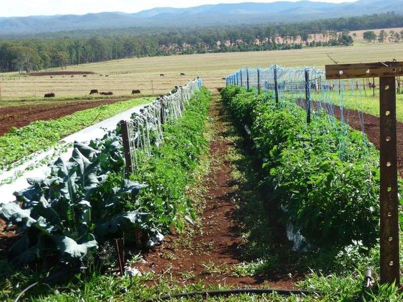 WONDECLA QLD 4887, Wondecla - Thumbnail 2