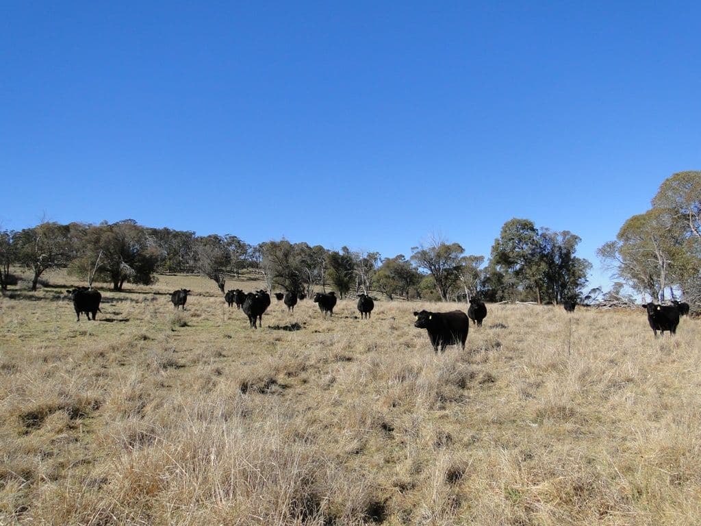 GUYRA NSW 2365, Guyra - Thumbnail 4