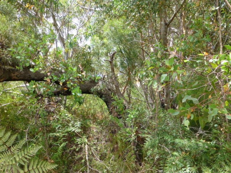 142 Shane Burke Circle, DENMARK WA 6333, Denmark - Thumbnail 4