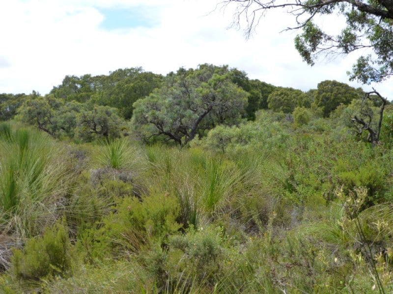 142 Shane Burke Circle, DENMARK WA 6333, Denmark - Thumbnail 8