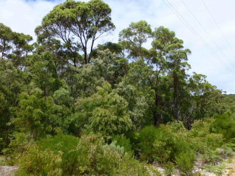 142 Shane Burke Circle, DENMARK WA 6333, Denmark - Thumbnail 2