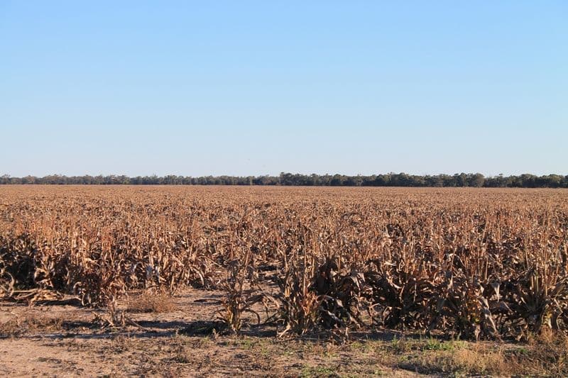WONDALLI QLD 4390, Wondalli - Thumbnail 6
