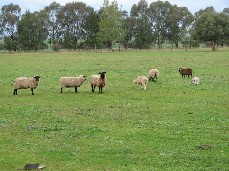 Lot 3 Moss Road, COWRA NSW 2794, Cowra - Thumbnail 3