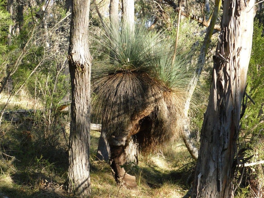 BLACK MOUNTAIN NSW 2365, Black Mountain - Thumbnail 6