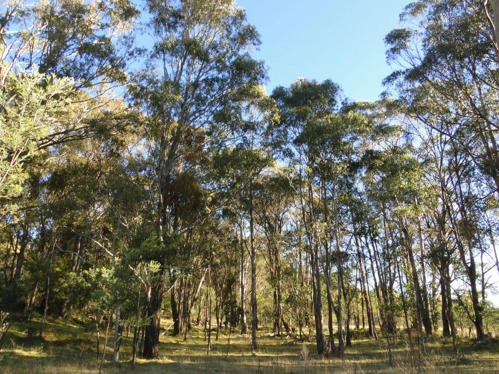 BLACK MOUNTAIN NSW 2365, Black Mountain - Thumbnail 8