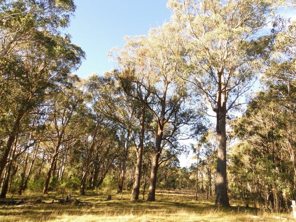 BLACK MOUNTAIN NSW 2365, Black Mountain - Thumbnail 7