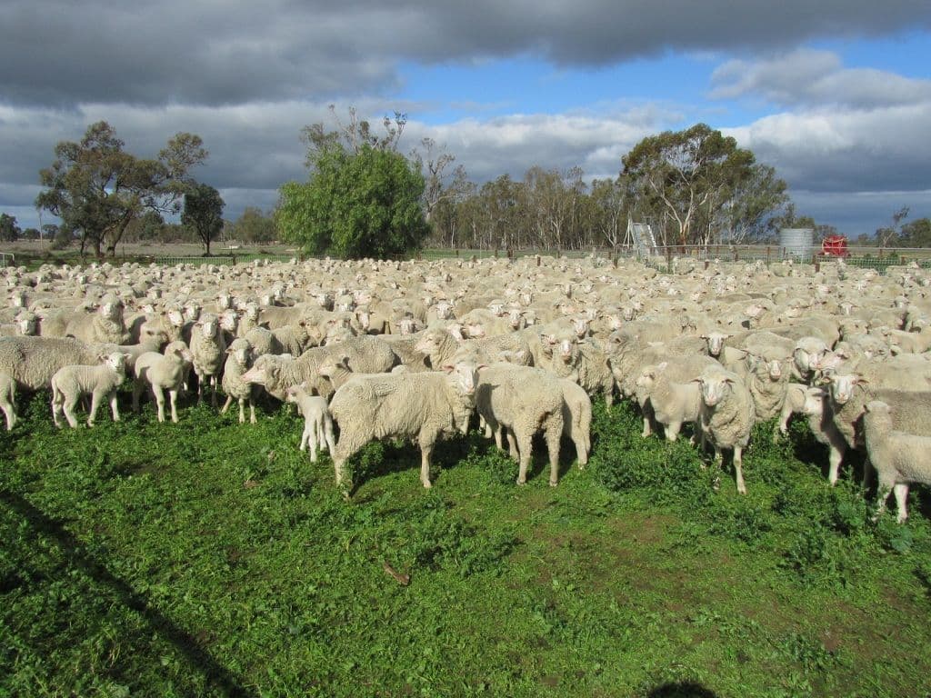 0 "Lytton", BARHAM NSW 2732, Barham - Thumbnail 8