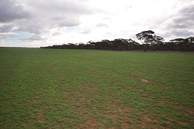 "Neindorfs" Powerline Road, Bundey via, ROBERTSTOWN SA 5381, Robertstown - Thumbnail 3