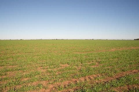 WOODSIDE Carinda Road, COONAMBLE NSW 2829, Coonamble - Thumbnail 3