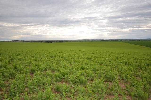 Lot 16 James Eckermann Road, HART SA 5464, Hart - Thumbnail 4
