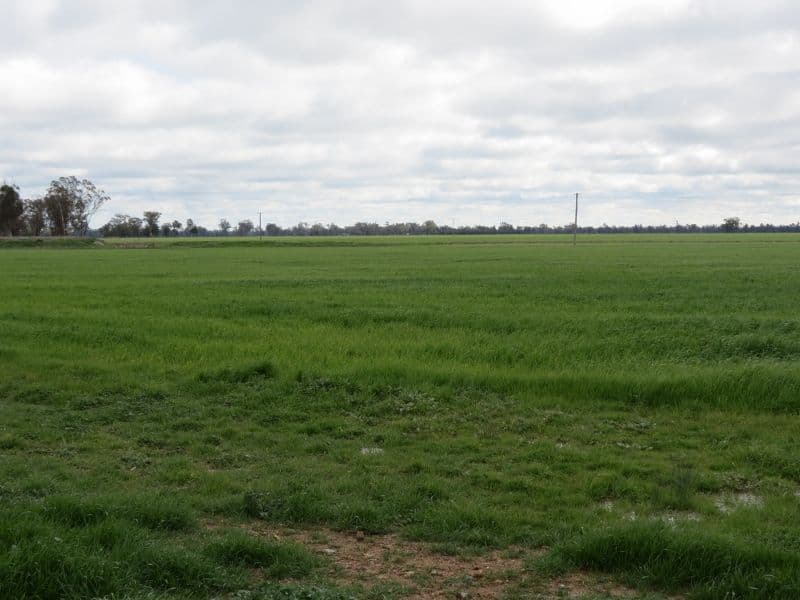 256 Peels Lane, BRIBBAREE NSW 2594, Bribbaree - Thumbnail 5