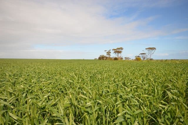 Various Secs Balaklava - Pt Wakefield Road, BOWMANS SA 5550, Bowmans - Thumbnail 6