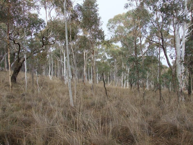 1594 O'Connell Road, O'CONNELL NSW 2795, O'Connell - Thumbnail 3