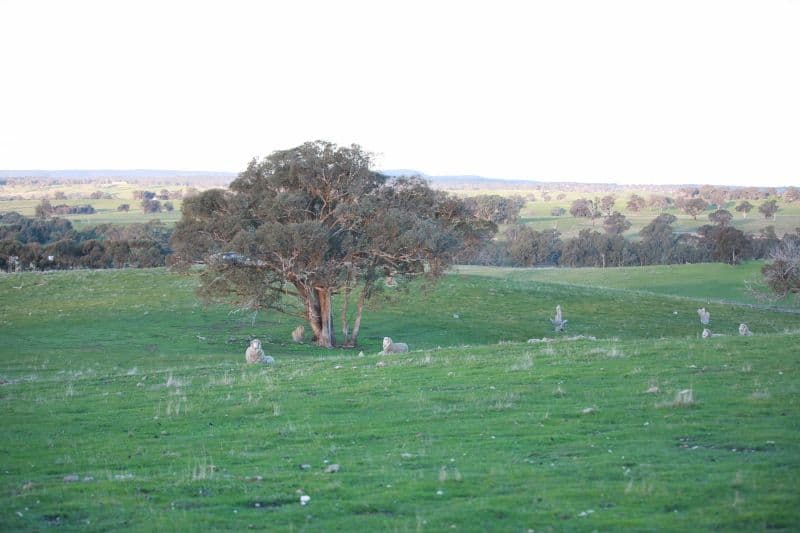 1000 Mia Mia Derrinal Road, DERRINAL VIC 3523, Derrinal - Thumbnail 4