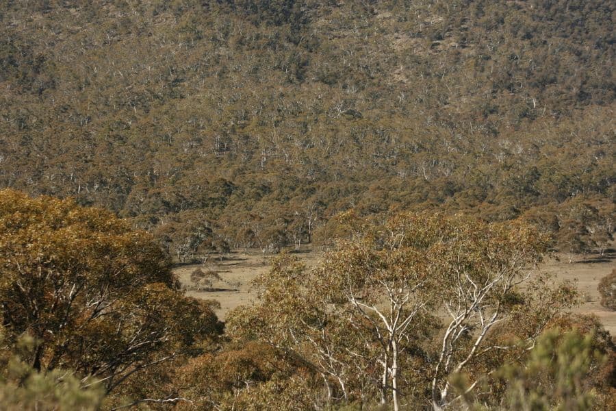 Lot 167 Dangelong Road, COOMA NSW 2630, Cooma - Thumbnail 5