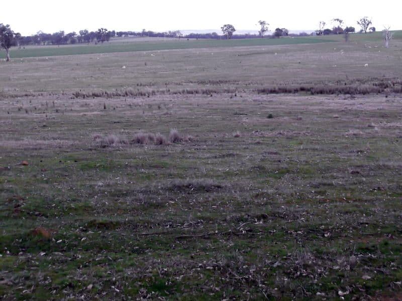 2610 Murringo Road, MURRINGO NSW 2586, Murringo - Thumbnail 6