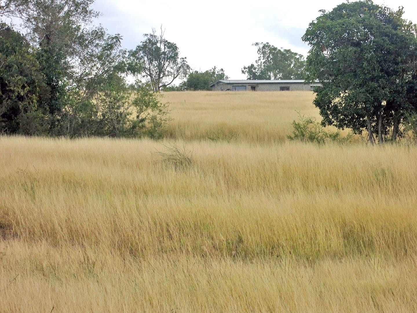 113 Broughton Road, DALMA QLD 4702, Dalma - Thumbnail 5