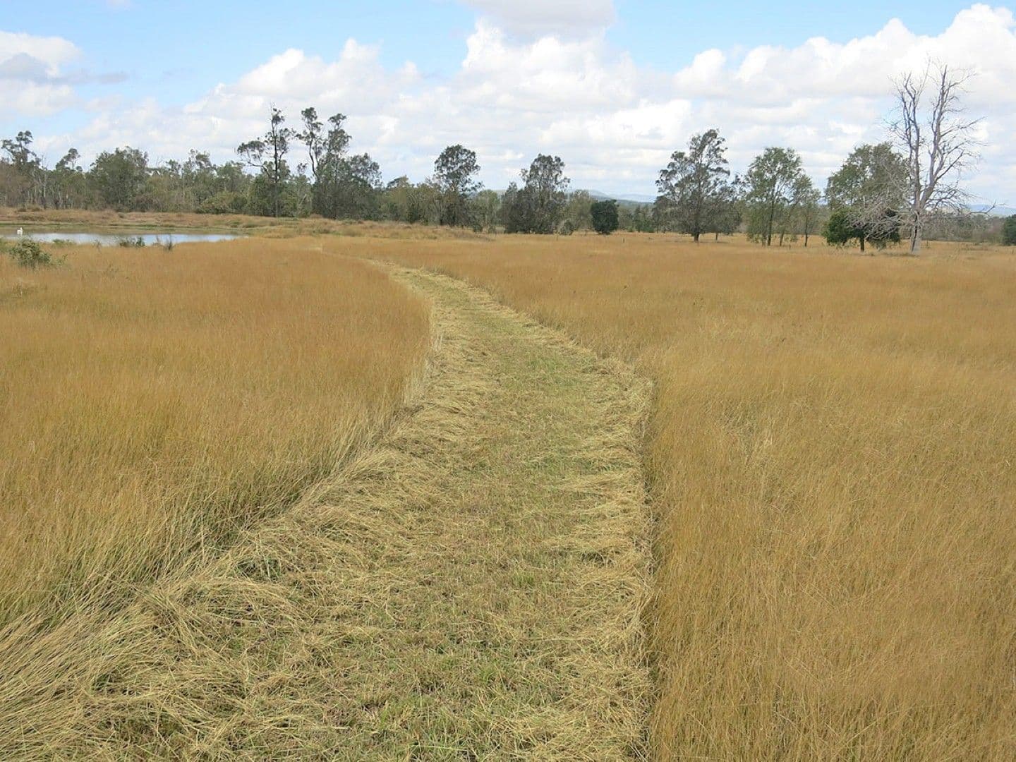 113 Broughton Road, DALMA QLD 4702, Dalma - Thumbnail 2