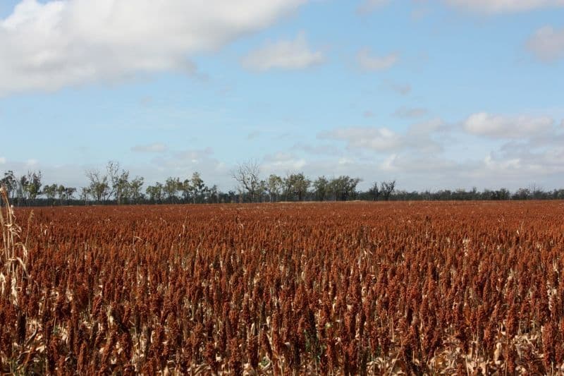 DYSART QLD 4745, Dysart - Thumbnail 4
