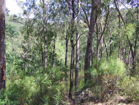 4320 Putty Road, HOWES VALLEY NSW 2330, Howes Valley - Thumbnail 3