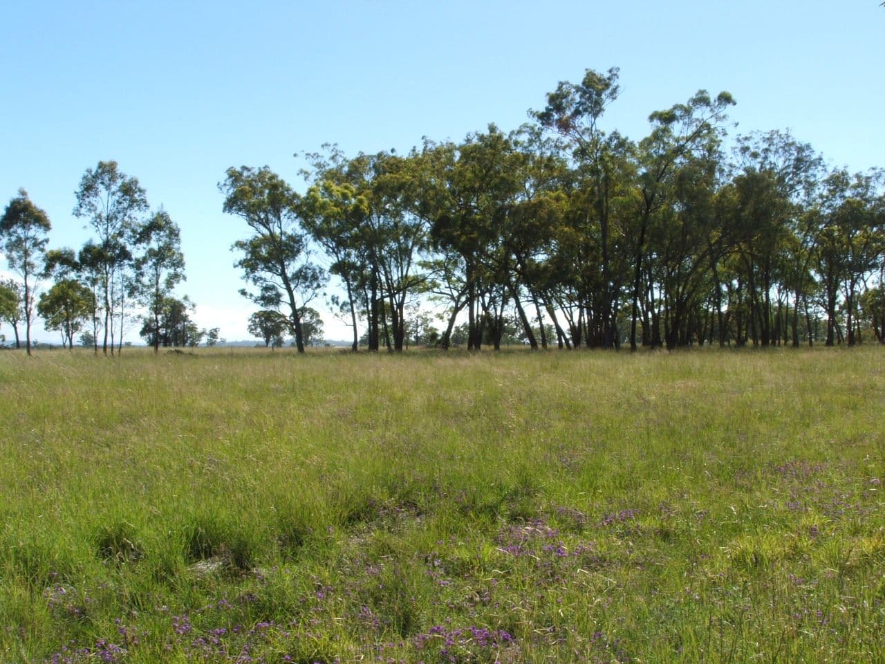 Lot 7 Montrose Lane, GREYMARE QLD 4370, Greymare - Thumbnail 2