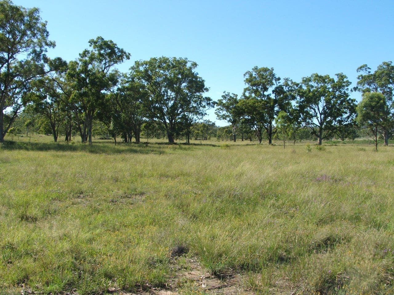 Lot 7 Montrose Lane, GREYMARE QLD 4370, Greymare - Thumbnail 3
