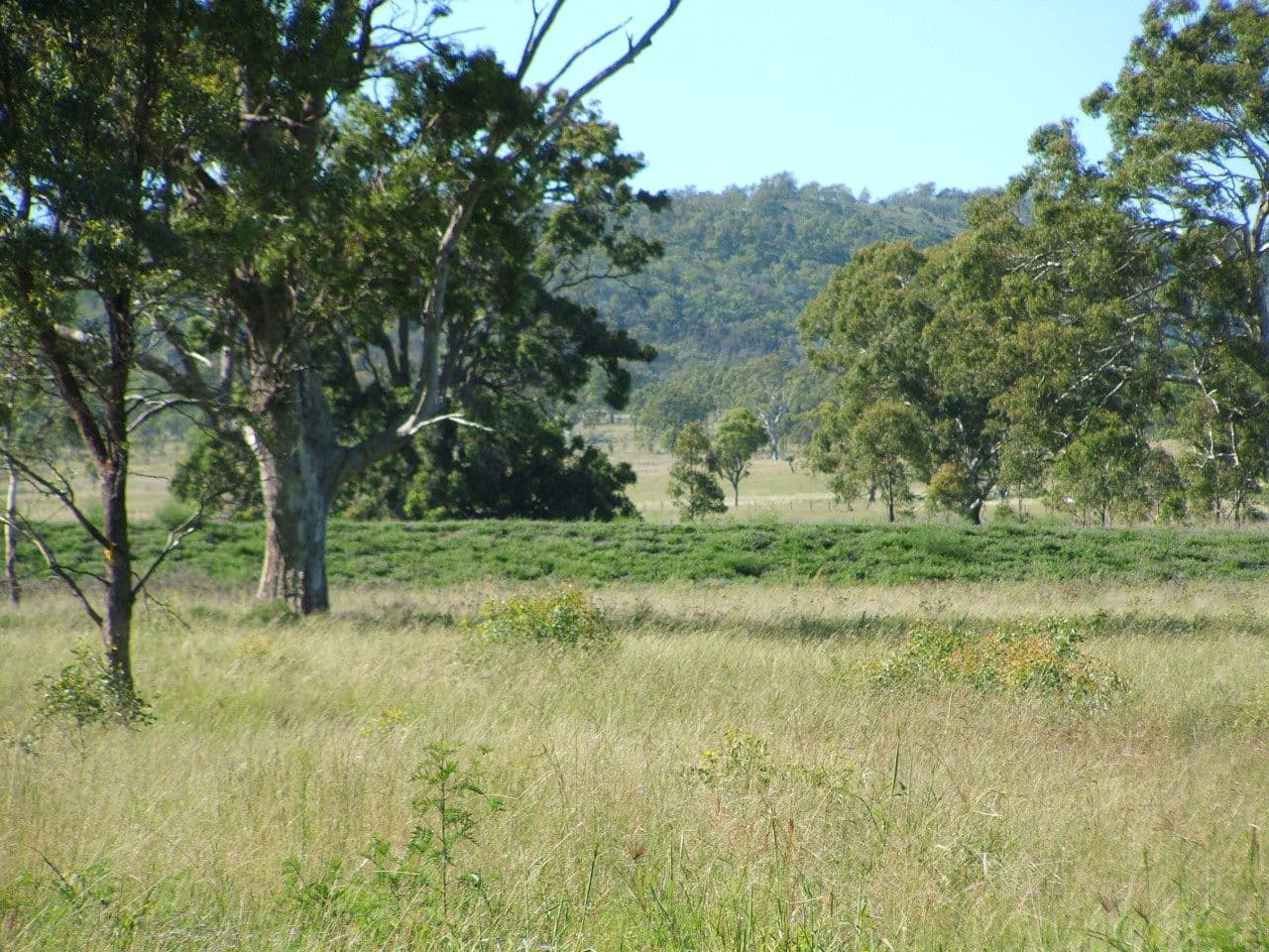 Lot 7 Montrose Lane, GREYMARE QLD 4370, Greymare - Thumbnail 4