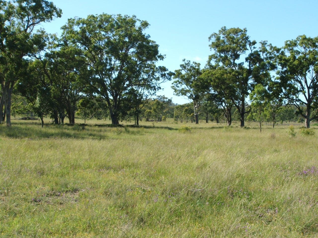 Lot 7 Montrose Lane, GREYMARE QLD 4370, Greymare - Thumbnail 5
