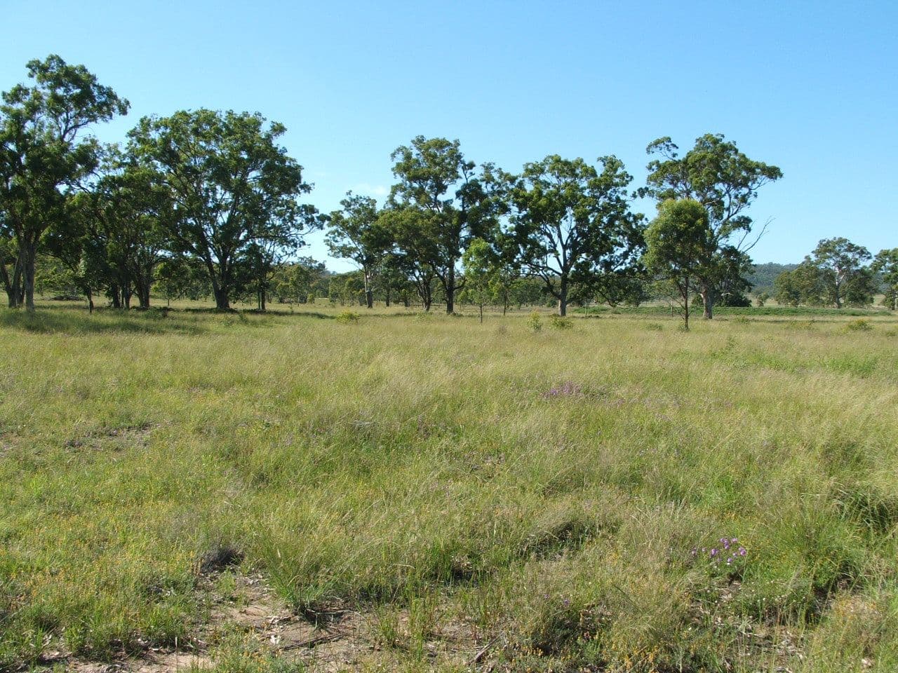 Lot 7 Montrose Lane, GREYMARE QLD 4370, Greymare - Thumbnail 6