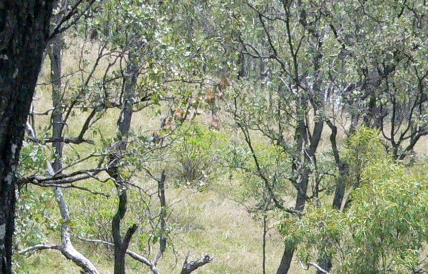 Lot 6 Possum Bush Road, MOORE QLD 4314, Moore - Thumbnail 3