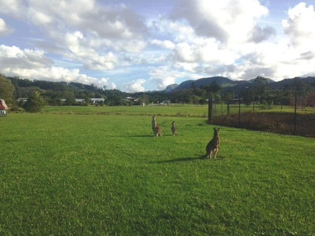4 Farm Lane, CURRUMBIN VALLEY QLD 4223, Currumbin Valley - Thumbnail 3