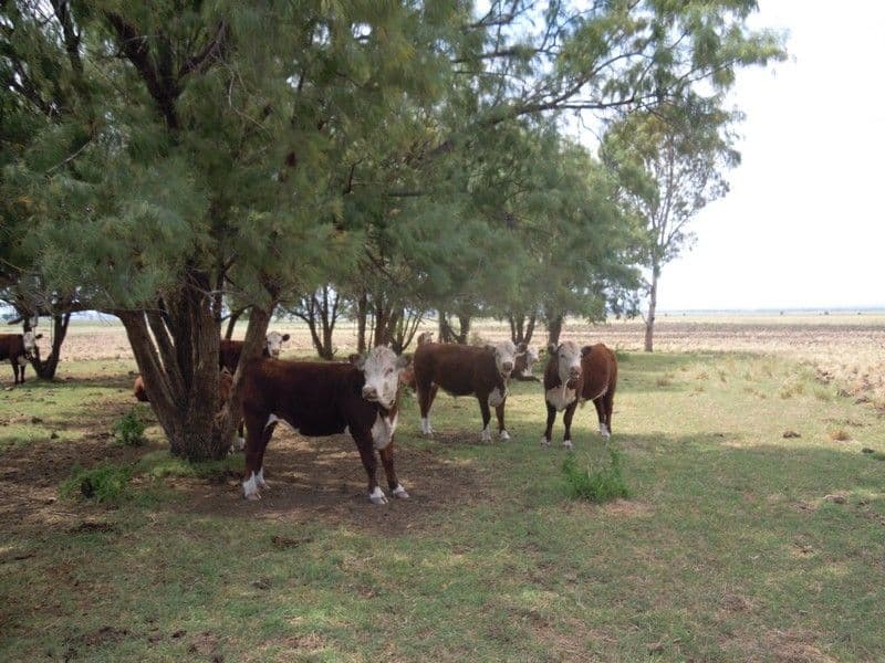 0 Kincora Road, PITTSWORTH QLD 4356, Pittsworth - Thumbnail 4