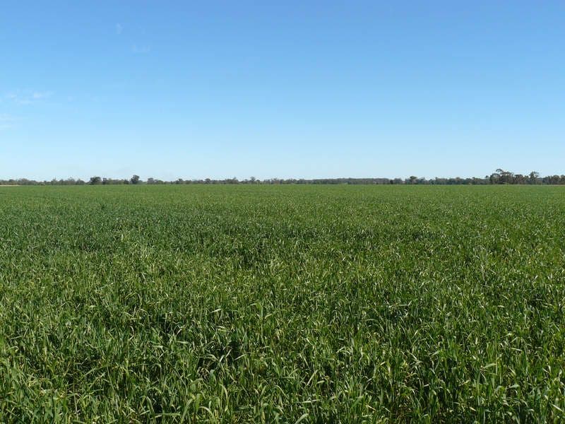 " Wilga Park ", Pallamallawa NSW 2399, Pallamallawa - Image 1