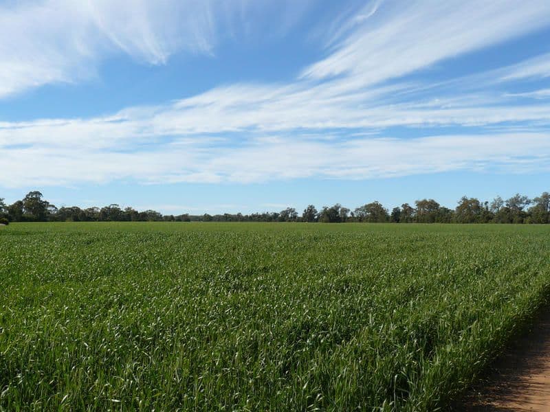 " Wilga Park ", Pallamallawa NSW 2399, Pallamallawa - Thumbnail 2
