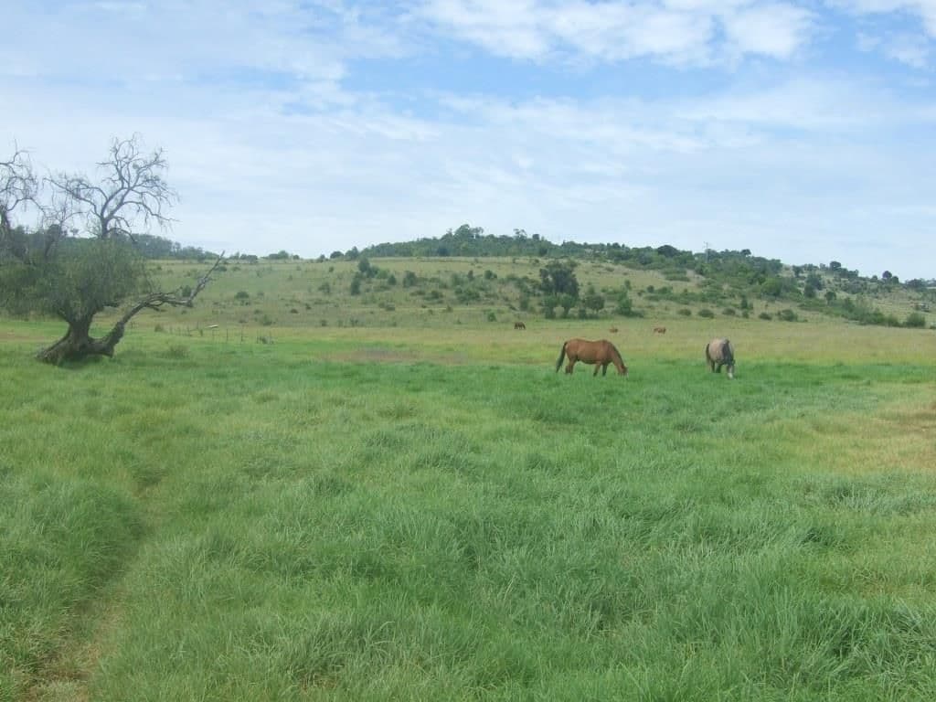 20 Mann Road, HADEN QLD 4353, Haden - Thumbnail 4