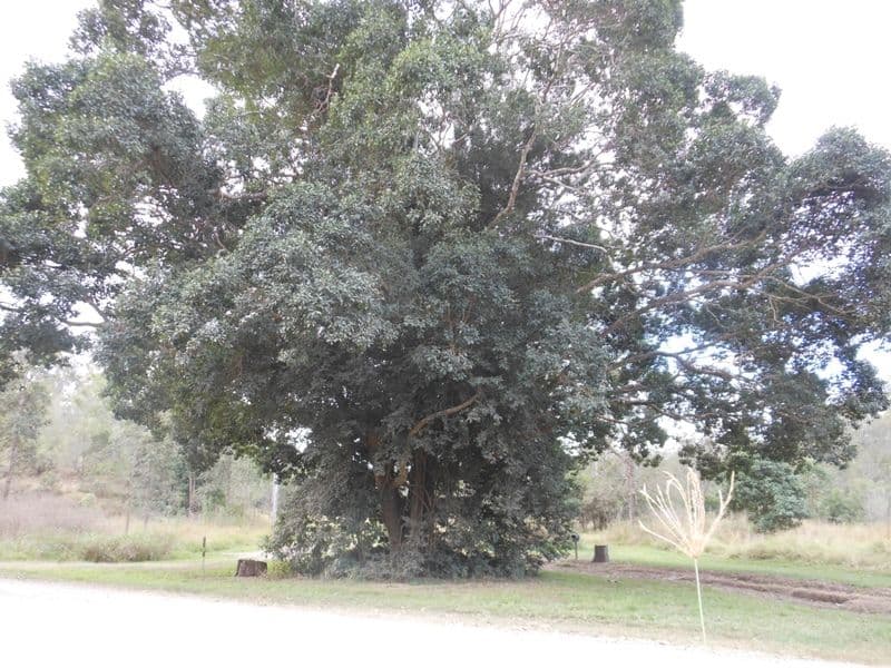 83 Moolboolaman Road, Gin Gin QLD 4671, Gin Gin - Thumbnail 5