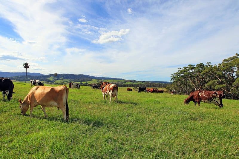 111 Sharpes Lane, GERRINGONG NSW 2534, Gerringong - Thumbnail 2