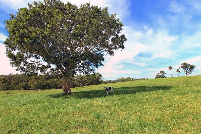 111 Sharpes Lane, GERRINGONG NSW 2534, Gerringong - Thumbnail 6