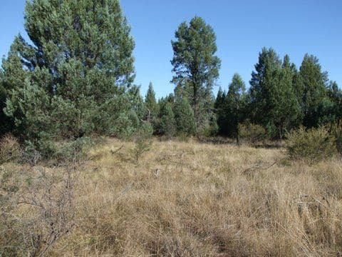 " MAGS ROAD", Baradine NSW 2396, Baradine - Image 1